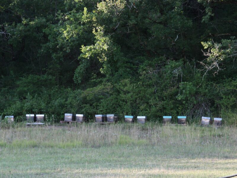 Une pollinisation naturelle des melons par les abeilles et bourdons