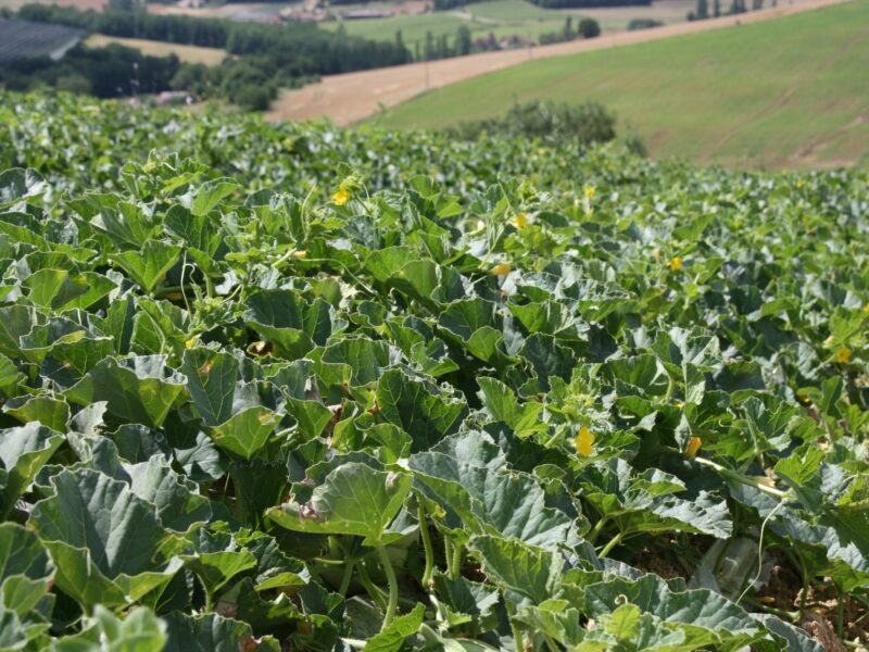 Champs de melons du Quercy