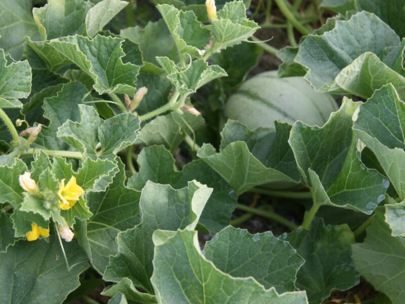 le melon du Quercy est un fruit cultivé en plein champs