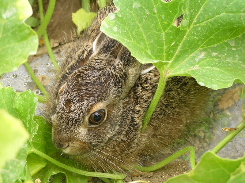 1 lapin dans un champ de melons du Quercy