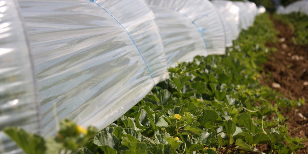 floraison des plants de melons du Quercy