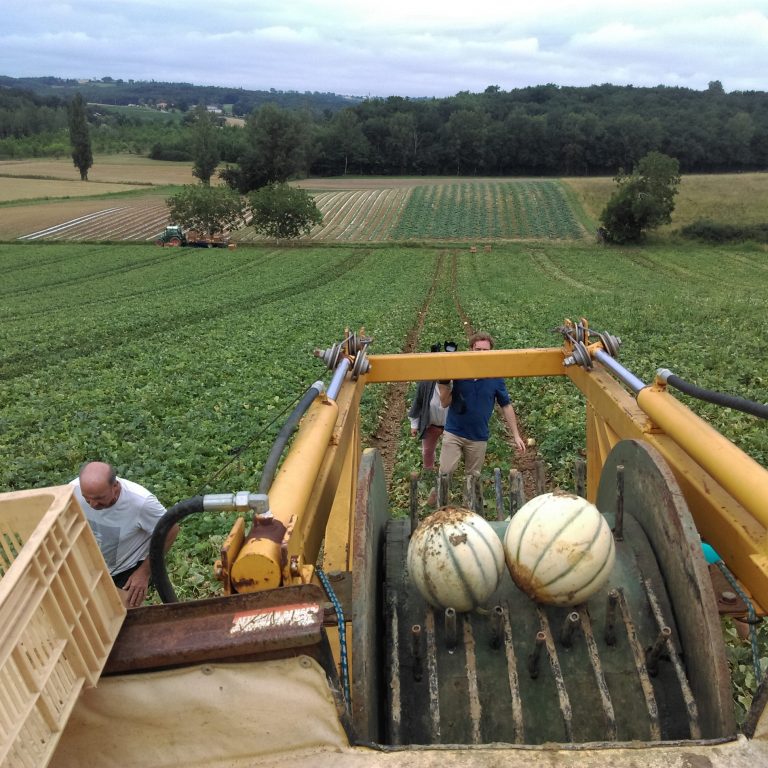 Les producteurs de melons Syndicat Interprofessionnel du Melon du Quercy