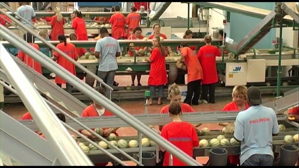 station de conditionnement des melons de l'appellation AOP Melon du Quercy